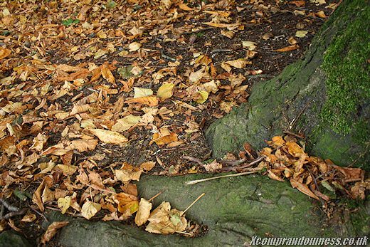 Fallen leaves by tree.