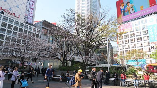 Sakura blossoms starting to bloom in Shibuya