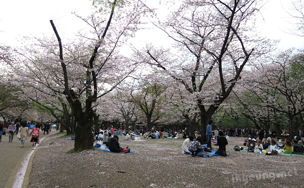 Cherry blossom festivities