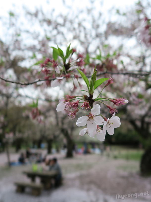 Sakura cherry blossoms.