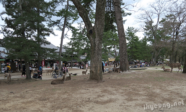 Can't miss Nara Park