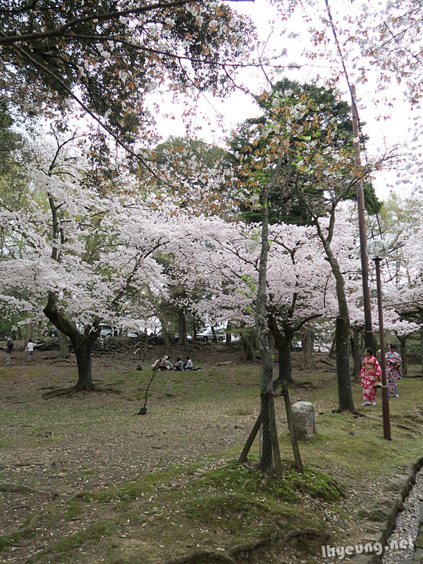 Plenty of cherry blossoms around the temple.