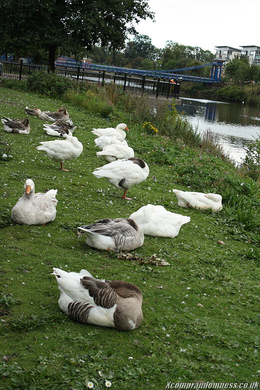 Ducks sleeping.