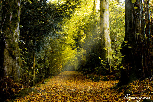 Processed trail photo.
