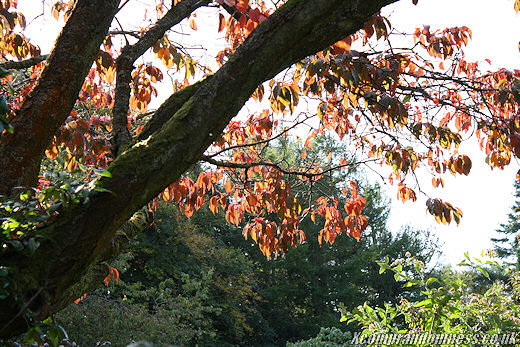 Shades of autumn.