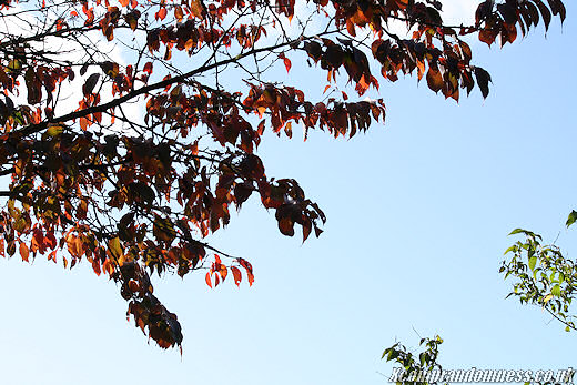 Shades of red.