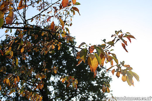 Overexposed leaves.
