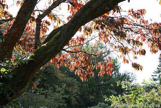 Autumn leaves.