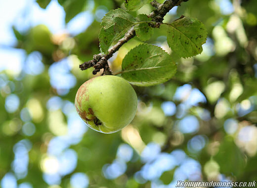 Green apples.