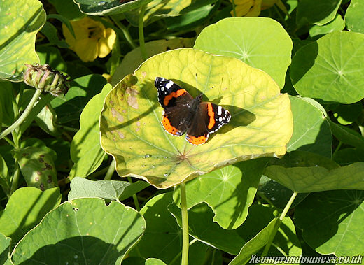 What butterfly is this?