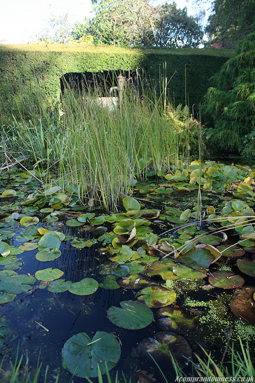 Where's the frogs?