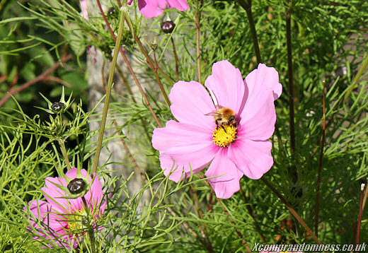 Busy bees.
