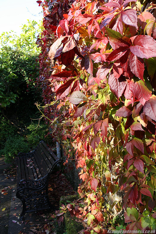 Wall of leaves.