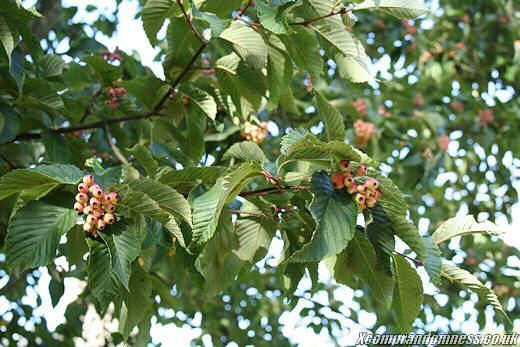 Berries for the birds.