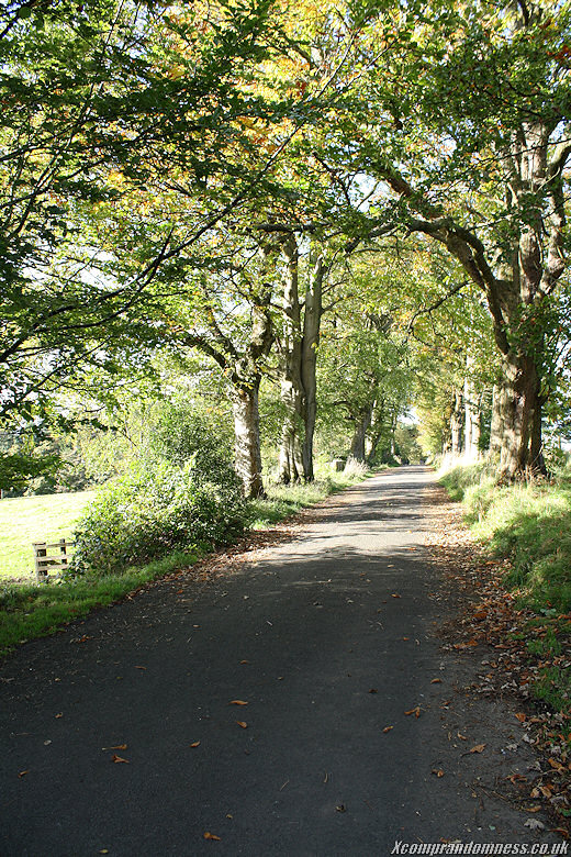 Path leading in.