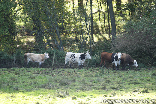 Cows about.