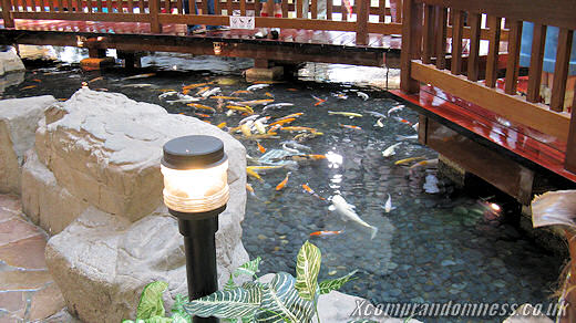 No feeding the fishes.