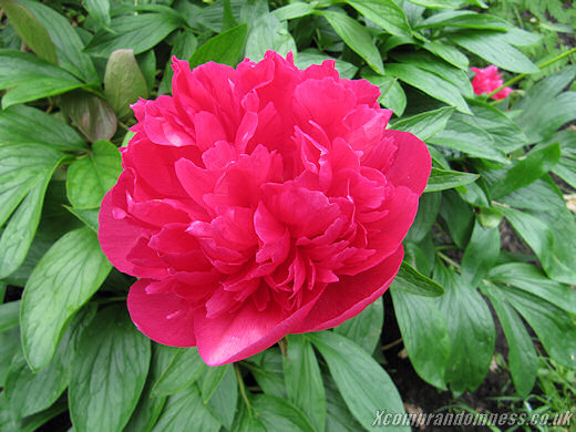 Flower Close-up