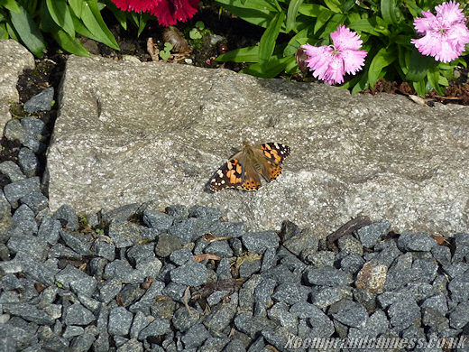 Butterfly on zoom.