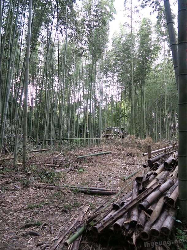 Bamboo used for making goods.