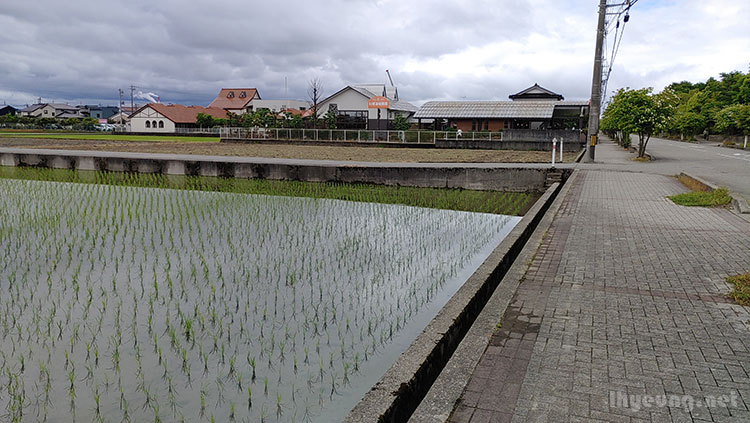 Lots of rice paddy fields. Lots of rice paddy fields.