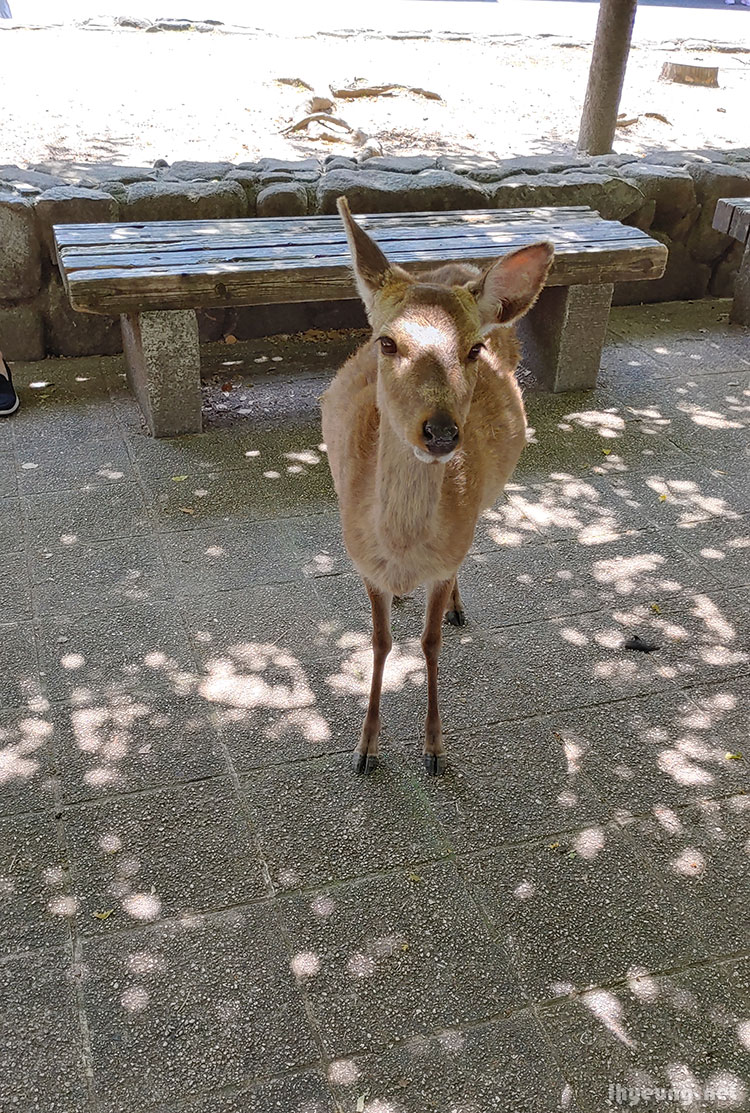 Not just Nara has deers.
