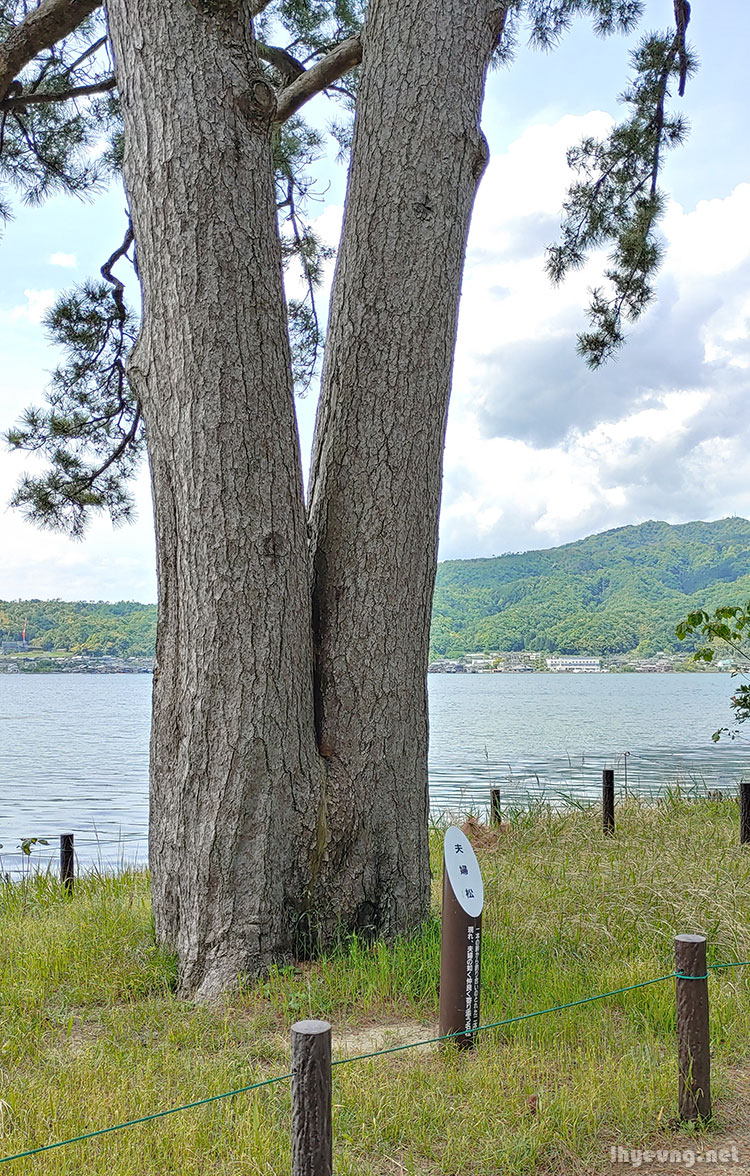 The Couples tree.