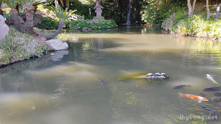 Turtles and Koi hang out.