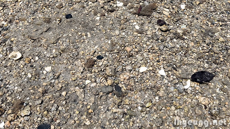 Can you spot the aqua life?