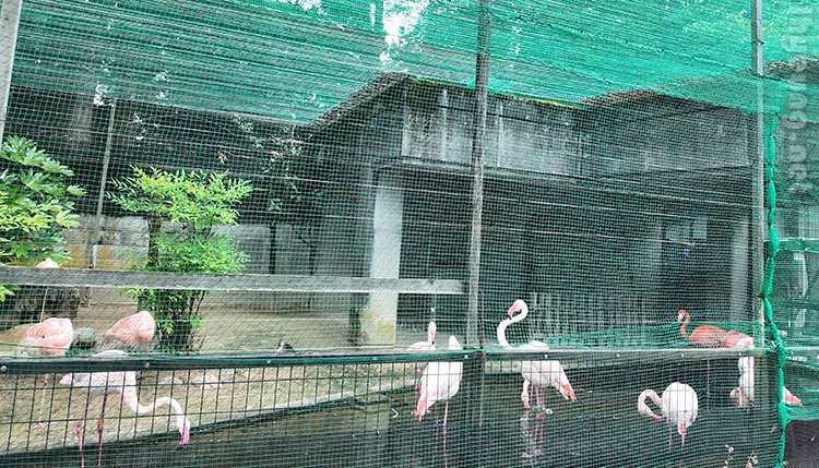 Flamingoes Flamingoes